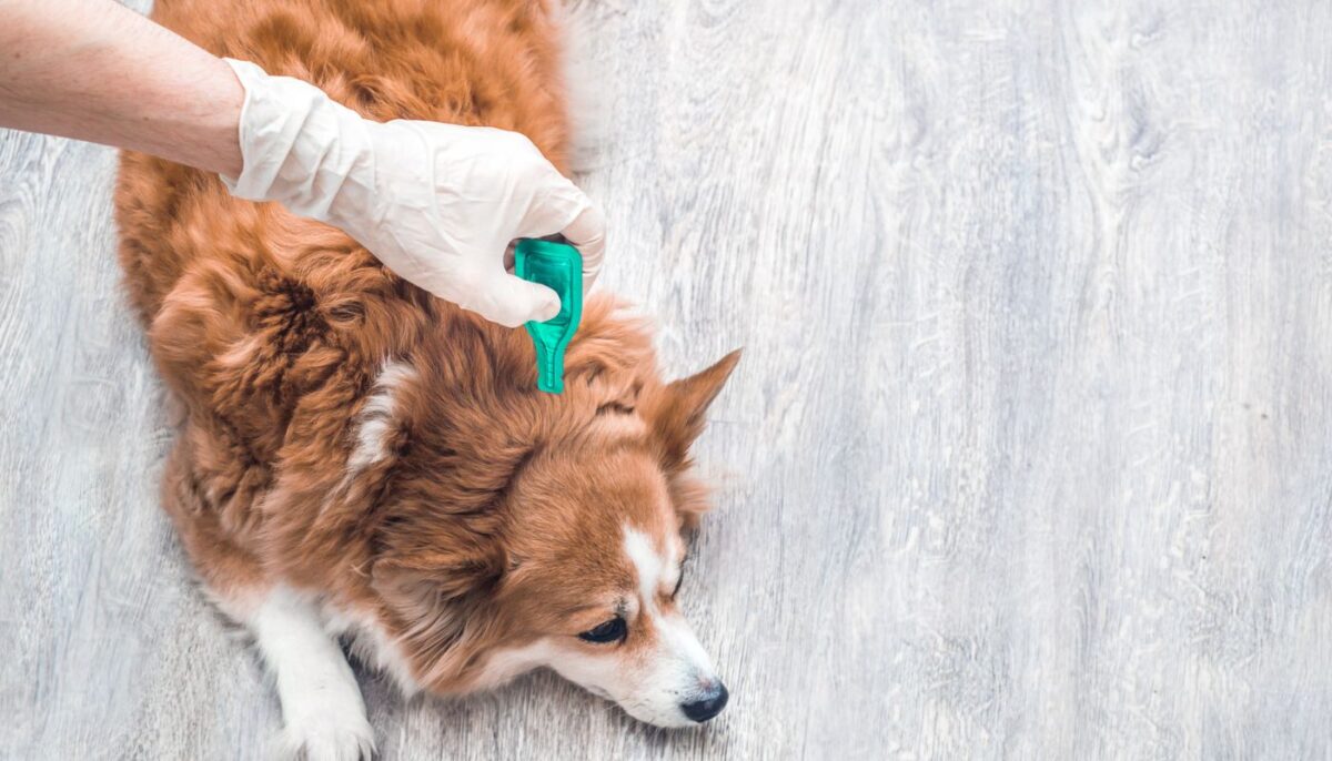 Bravecto Your Solution For Fleas And Ticks In Dogs